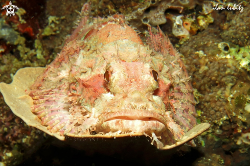 A Reef fish