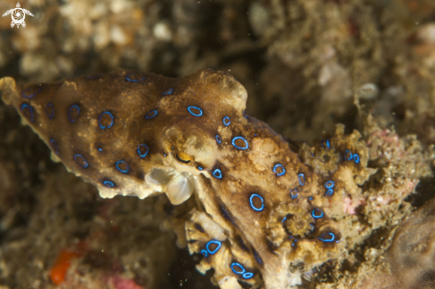 A Hapalochlaena | Blue Ring Octopus