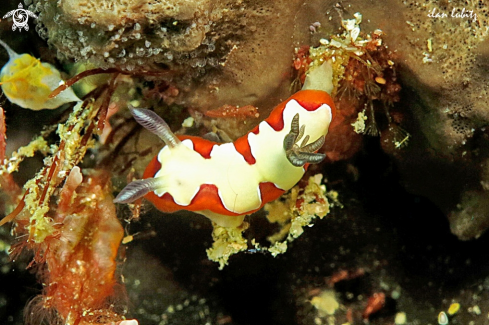 A Cromodoris fidelis | Nudibranch