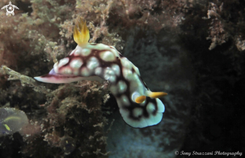 A Chromodoris geometrica | Geometric chromodoris