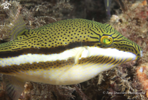 A Canthigaster callisterna | Clown Toby