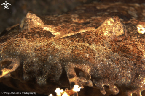 A Dwarf ornate wobbegong