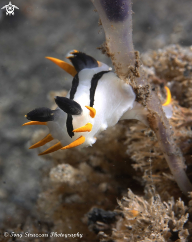 A Polycera capensis | Punk polycera