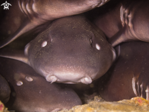 A Bamboo Sharks