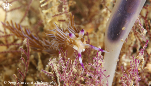 A Pteraeolidia ianthina | Dragon