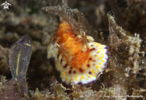 A Chromodoris collingwoodi | Collingwood's chromodoris