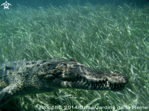 A crocodylus acatus | american crocodile