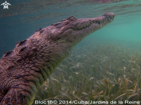 A crocodylus acatus | american crocodile