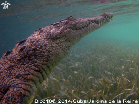 A american crocodile