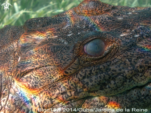 A crocodylus acatus | american crocodile