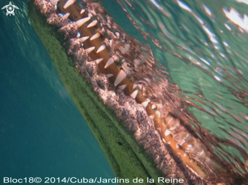 A american crocodile