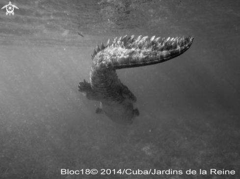 A american crocodile