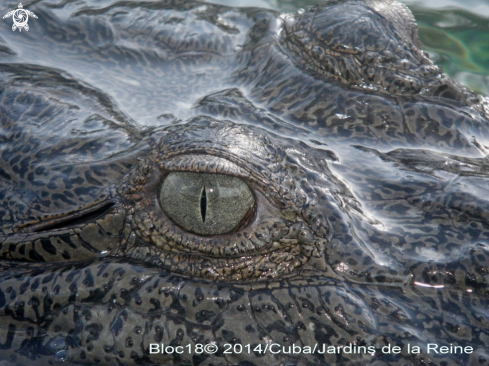 A crocodylus acatus | american crocodile