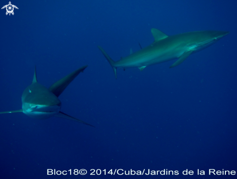 A Carcharhinus falciformis | silky shark