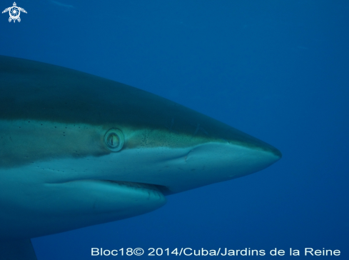 A Carcharhinus falciformis | silky shark