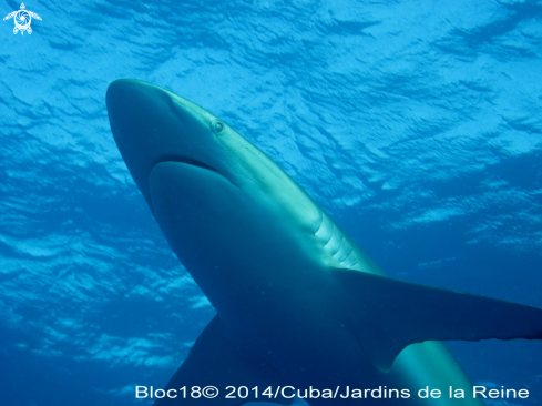 A Carcharhinus falciformis | silky shark