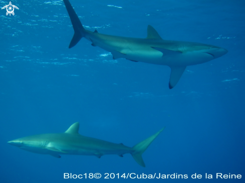 A Carcharhinus falciformis | silky shark