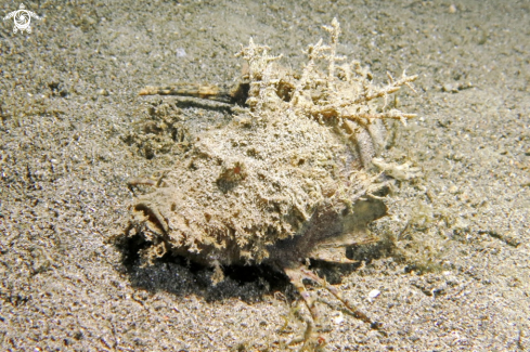 A Reef fish