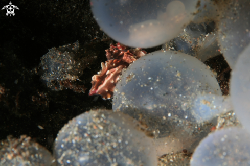 A Metasepia Pfefferi | Flamboyant Cuttlefish