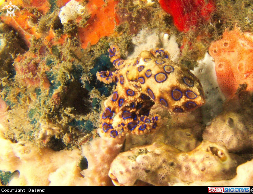 A Blue ringed octopus