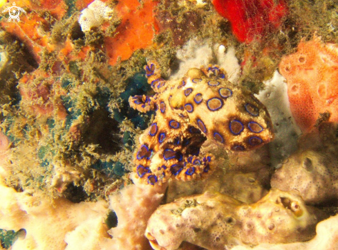 A Blue ringed octopus