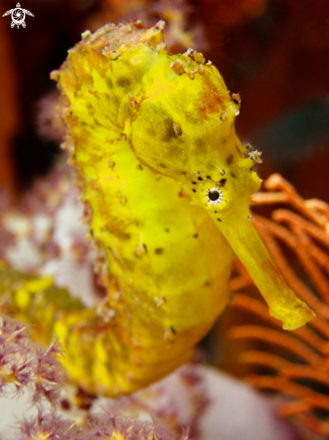 A Seahorse