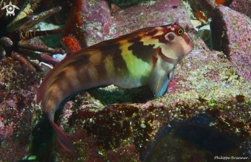 A Blenny