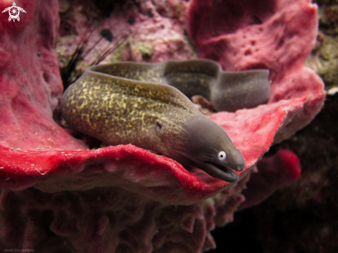 A White Eyed Moray