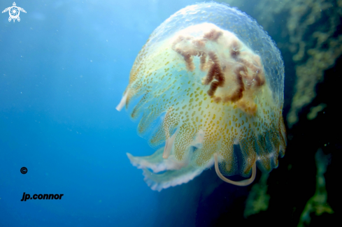 A Pelagia Noctiluca | Méduse pélagique