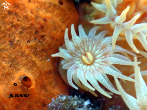 A Parazoanthus axinellae | Anémone encroûtante jaune