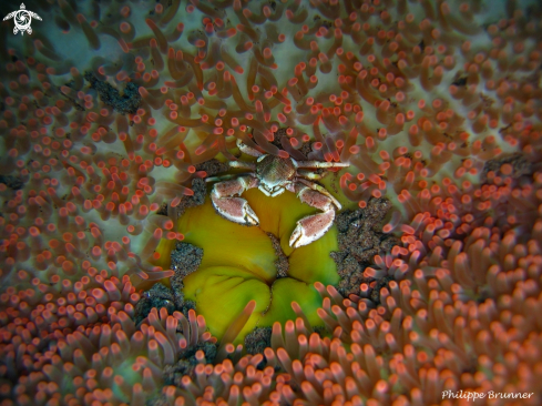 A Porcelain crab