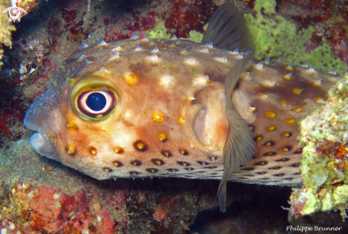 A  Cyclichthys spilostylus | Diodon tache jaune