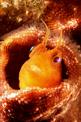 A Blennide