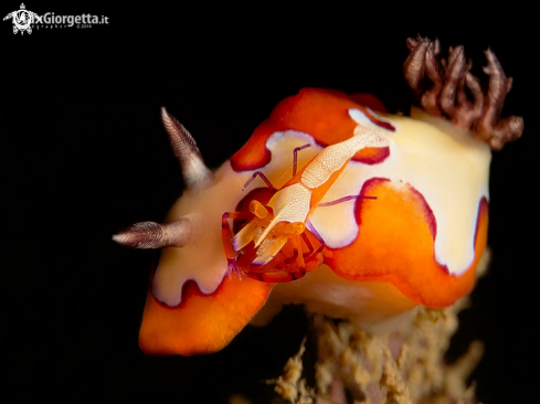 A Goniobranchus fidelis & emperor shrimp | nudibranch