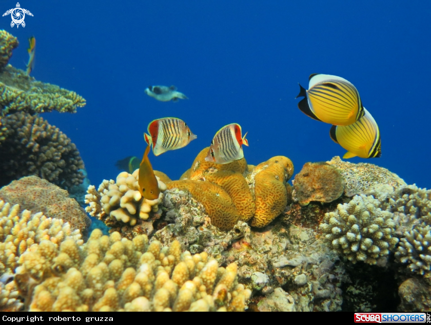 A Butterflyfishes