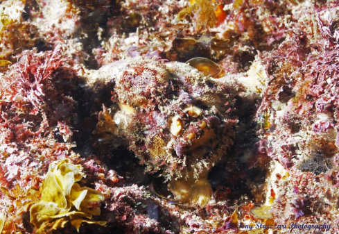 A  Antennarius coccineus | Freckled Frogfish