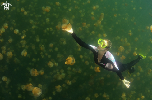 A Jellyfish lake