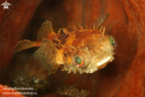 A Puffer fish