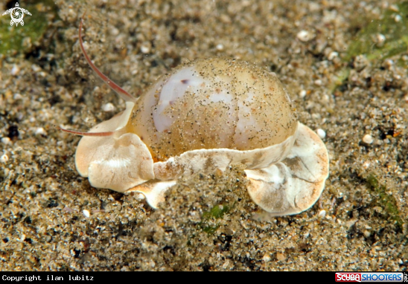 A sea snail