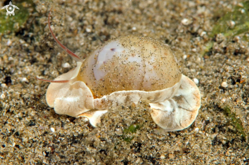 A sea snail
