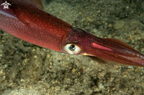 A Loligo vulgaris | Calamaro