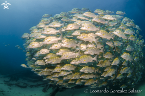 A haemulon sexfasciatus | Graybar grunt