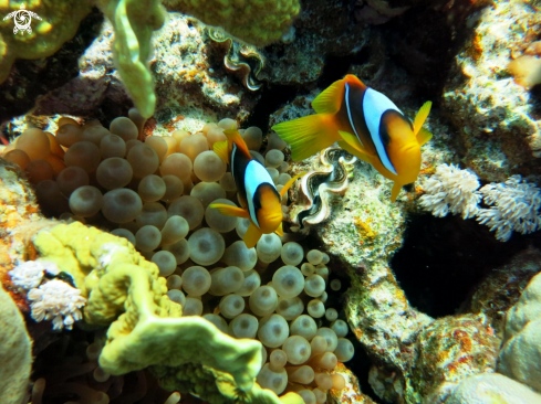 A Amphiprioninae | Clownfish 