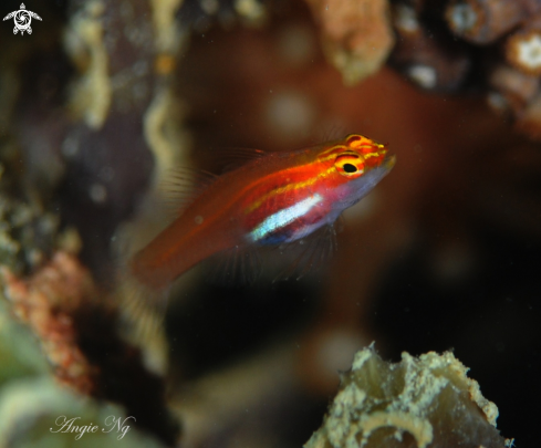 A Goby