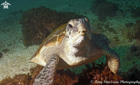 A Green sea turtle