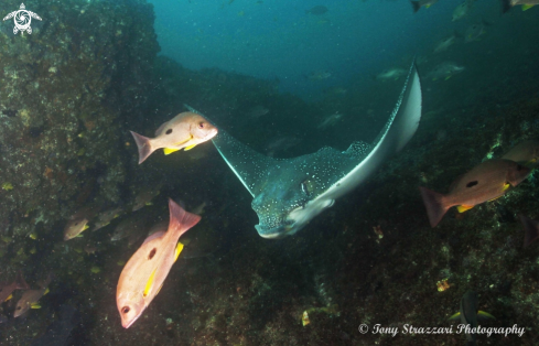 A Aetobatus narinari | Eagle ray