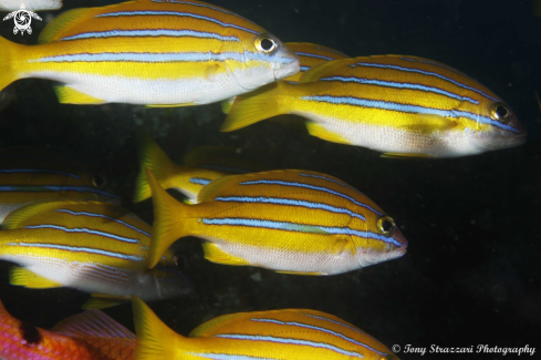 A Lutjanus quinquelineatus | Five-lined snapper