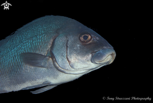 A Lutjanus argentimaculatus | Mangrove Jack