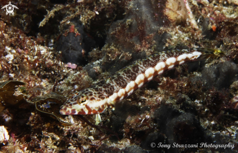 A White Streaked Grubfish