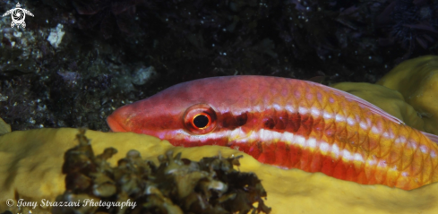 A Black-Spot Goatfish